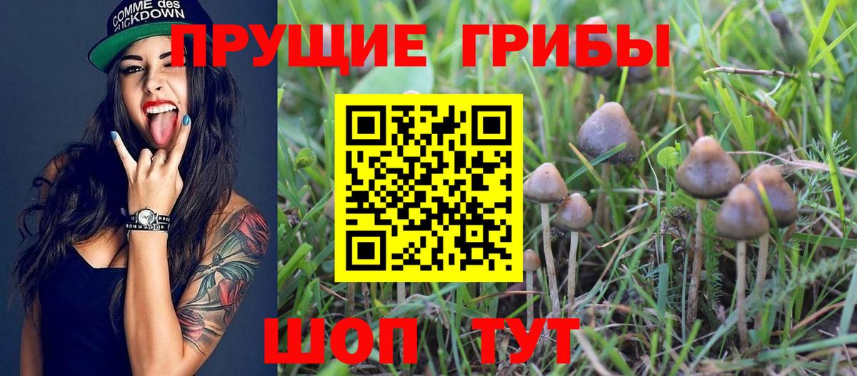 Галлюциногенные грибы Psilocybine cubensis Саров